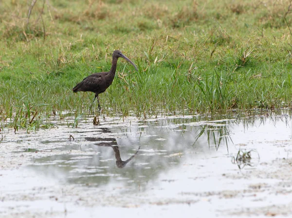 Ibis Hnědý Stojí Jezera Národní Park Keoladeo Indie — Stock fotografie