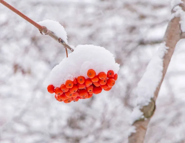 雪の中でローワンベリーを閉じて — ストック写真