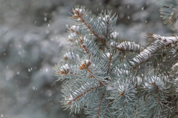 雪の中でモミの木の枝を閉じて — ストック写真