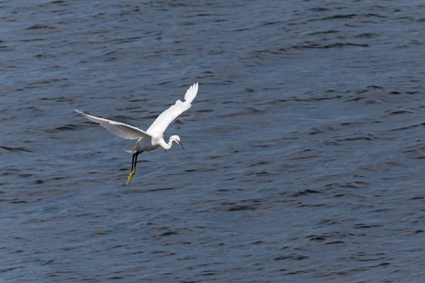 White Heron Flying River — Stock Photo, Image