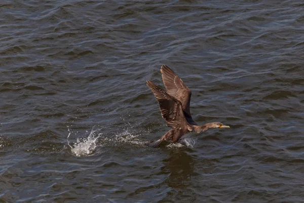 Młody Wielki Kormoran Odlatujący Wody — Zdjęcie stockowe