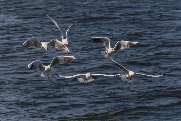 几只头戴深蓝色羽毛的黑头海鸥在深蓝色的水面上飞翔 — 图库照片