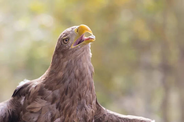 Lähikuva Golden Eagle Pään — kuvapankkivalokuva