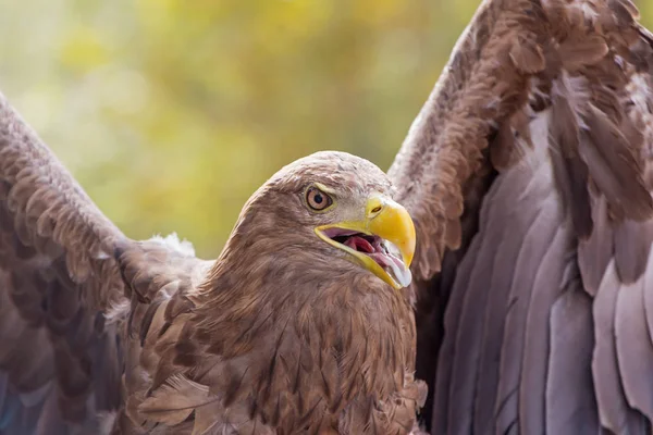 Close Angry Golden Eagle — Stock Photo, Image