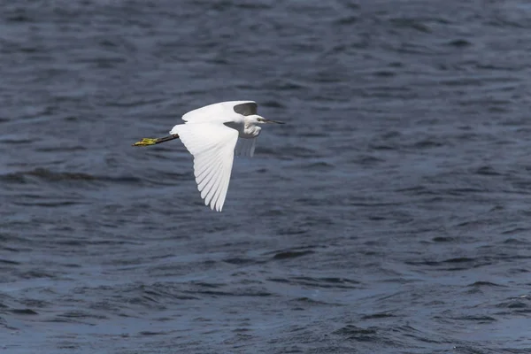 Beyaz Balıkçıl Suyun Üzerinde Uçuyor — Stok fotoğraf