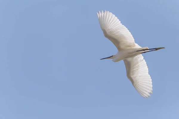 Seidenreiher Fliegt Blauem Himmel Stockbild