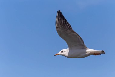 Mavi gökyüzünde uçan siyah başlı martılara yakın