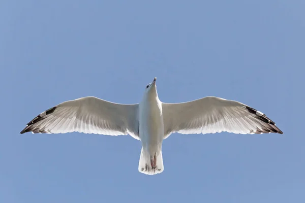 Close Herring Gull Flying Blue Sky Open Wings — Stock Photo, Image