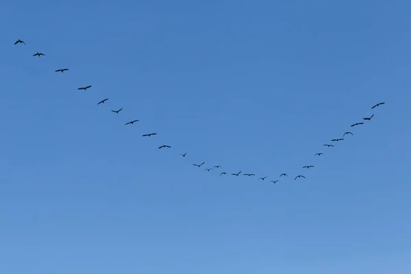 Kudde Grote Aalscholvers Die Blauwe Lucht Vliegen — Stockfoto