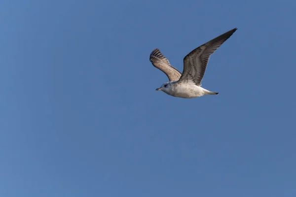 Vista Sobre Gaviota Arenque Volando Cielo Azul — Foto de Stock