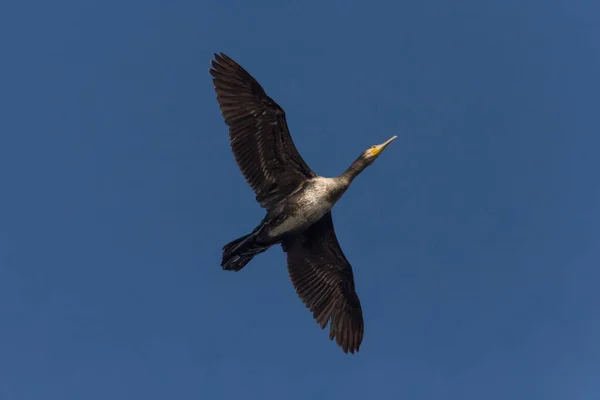 Wielki Kormoran Latający Błękitnym Niebie Otwartymi Skrzydłami — Zdjęcie stockowe