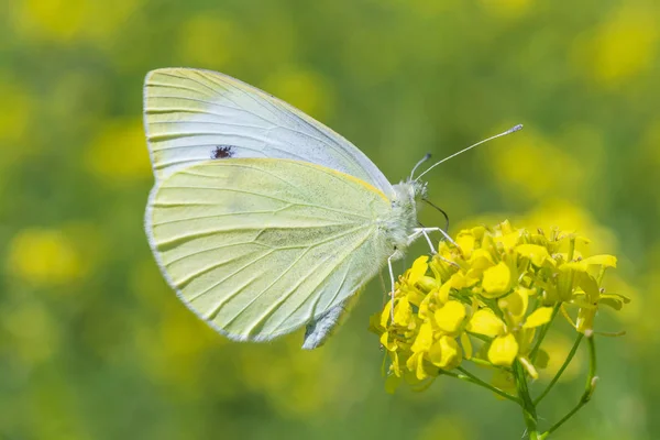 Nahaufnahme Von Weißkohl Schmetterling Auf Gelber Blume — Stockfoto