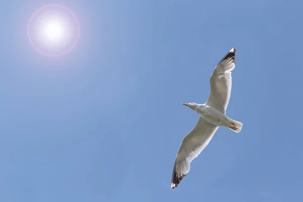 Haring Meeuw Vliegen Naar Zonneschijn Blauwe Lucht — Stockfoto