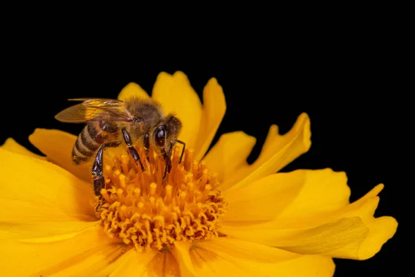 Close Bee Yellow Flower Isolated Black — Stock Photo, Image