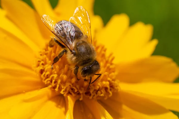 Close Bee Gathering Pollen Yellow Flower — Stock Photo, Image