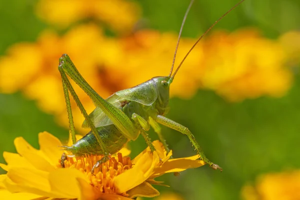 Close Green Grasshopper Sitting Yellow Flower — Stock Photo, Image