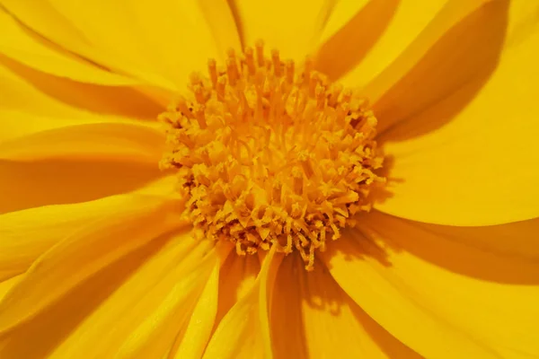 黄色の花の終わり — ストック写真