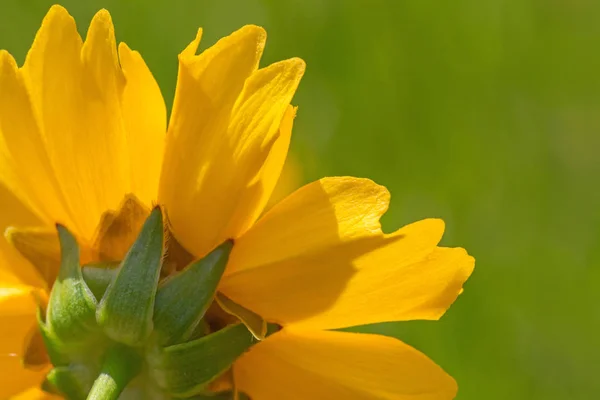 Primer Plano Parte Posterior Flor Amarilla Jardín —  Fotos de Stock