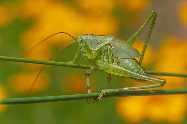 Close Grasshopper Sitting Two Stems — Stock Photo, Image