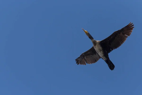 Grand Cormoran Volant Dans Ciel Bleu — Photo