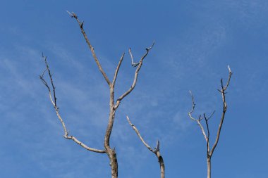Kuru dallar mavi gökyüzüne karşı