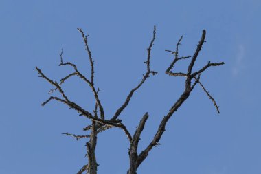 Kuru dallar mavi gökyüzüne karşı