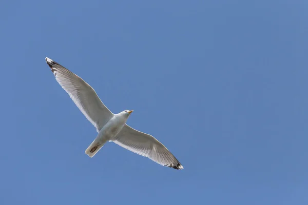海鸥在蔚蓝的天空中飞翔 — 图库照片