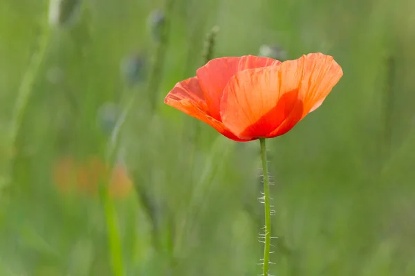 草甸绿草上的红罂粟花 — 图库照片