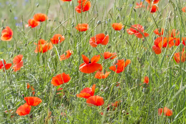 Uitzicht Rode Papaver Bloemen Weide — Stockfoto