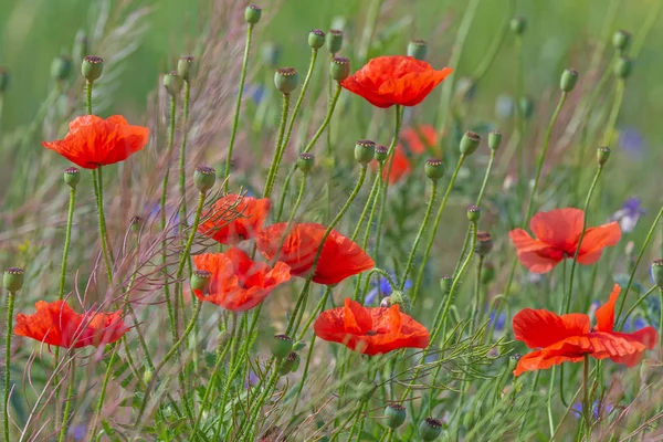 Rode Papavers Bloemen Gras Weide — Stockfoto