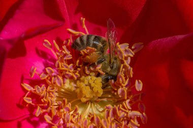 Kırmızı gül çiçeğinin içindeki arıya yaklaş