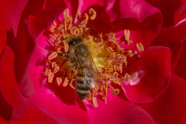 Közel Méhek Gyűjtése Pollen Belsejében Vörös Rózsa — Stock Fotó