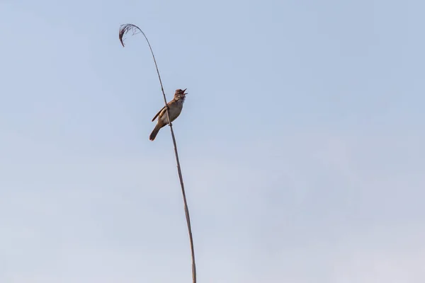 Wielki Trzcina Warbler Śpiew Trzciny — Zdjęcie stockowe