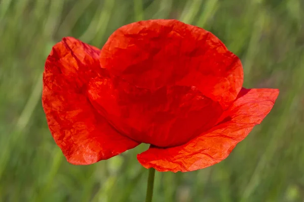 Close Van Rode Papaver Bloem Groen Gras — Stockfoto