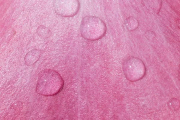 Close Rain Drops Petal Pink Rose — Stock Photo, Image