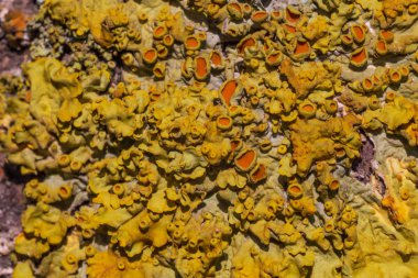 ağaç kabuğu üzerinde liken yakın