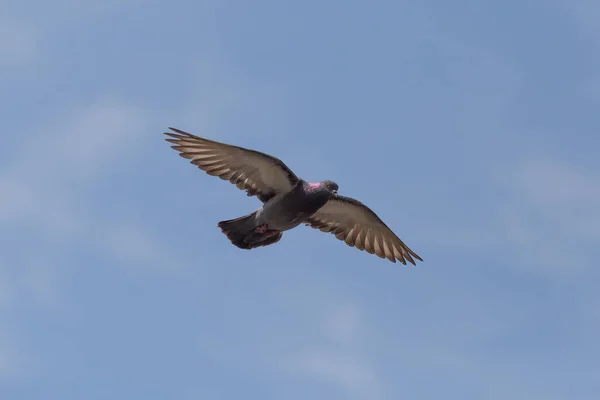 Gołąb Lecący Błękitnym Niebie Otwartymi Skrzydłami — Zdjęcie stockowe