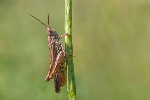 Close Grasshopper Sitting Blade — Stock Photo, Image