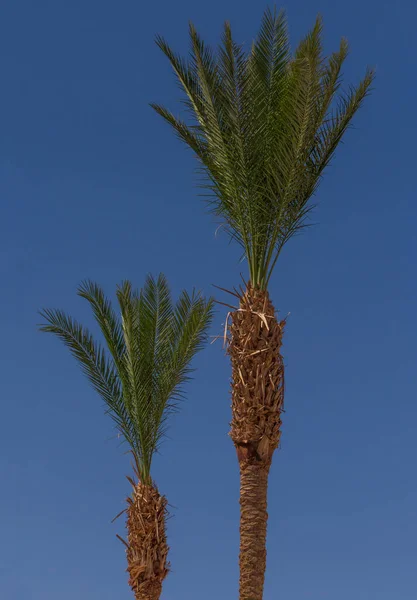 Över Höga Och Låga Palmer Mot Blå Himmel — Stockfoto