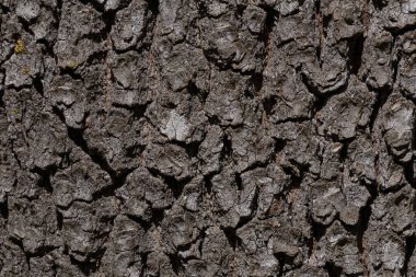 Meşe ağacının gövdesine yakın.