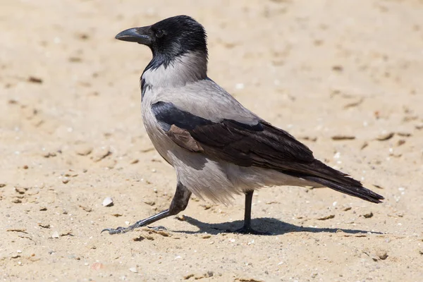 Close Hooded Crow Walking Sand — Stock Photo, Image