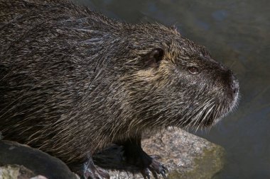 Hayvanat bahçesindeki Coypu 'yu kapatın.