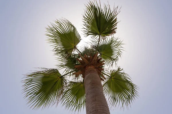 Gros Plan Palmier Contre Ciel Bleu Par Temps Chaud — Photo