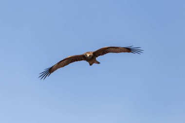 Hindistan 'da mavi gökyüzünde uçan siyah uçurtma