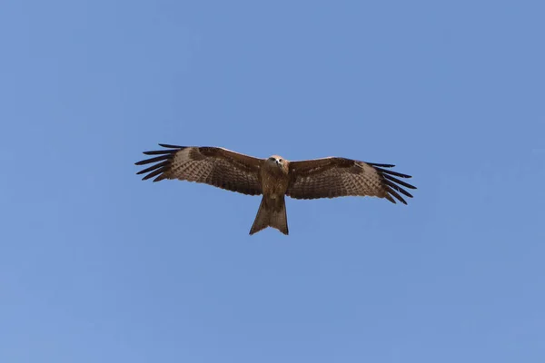 青い空を飛ぶ黒い凧のクローズアップ — ストック写真
