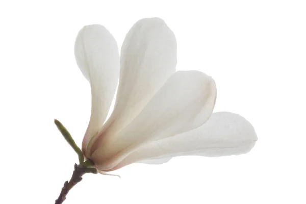 Nahaufnahme Der Weißen Magnolienblüte Isoliert Auf Weiß — Stockfoto