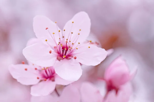 Lkbaharda Açan Pembe Kiraz Ağacına Yakın — Stok fotoğraf