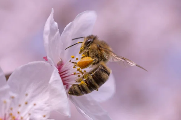 Zblízka Včely Sběr Pylu Třešeň Květu — Stock fotografie
