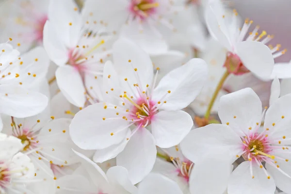 Beyaz Kiraz Ağacının Çiçek Açmasına Yakın — Stok fotoğraf
