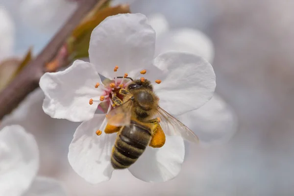 Gros Plan Pollen Collecte Des Abeilles Sur Floraison Des Cerisiers — Photo